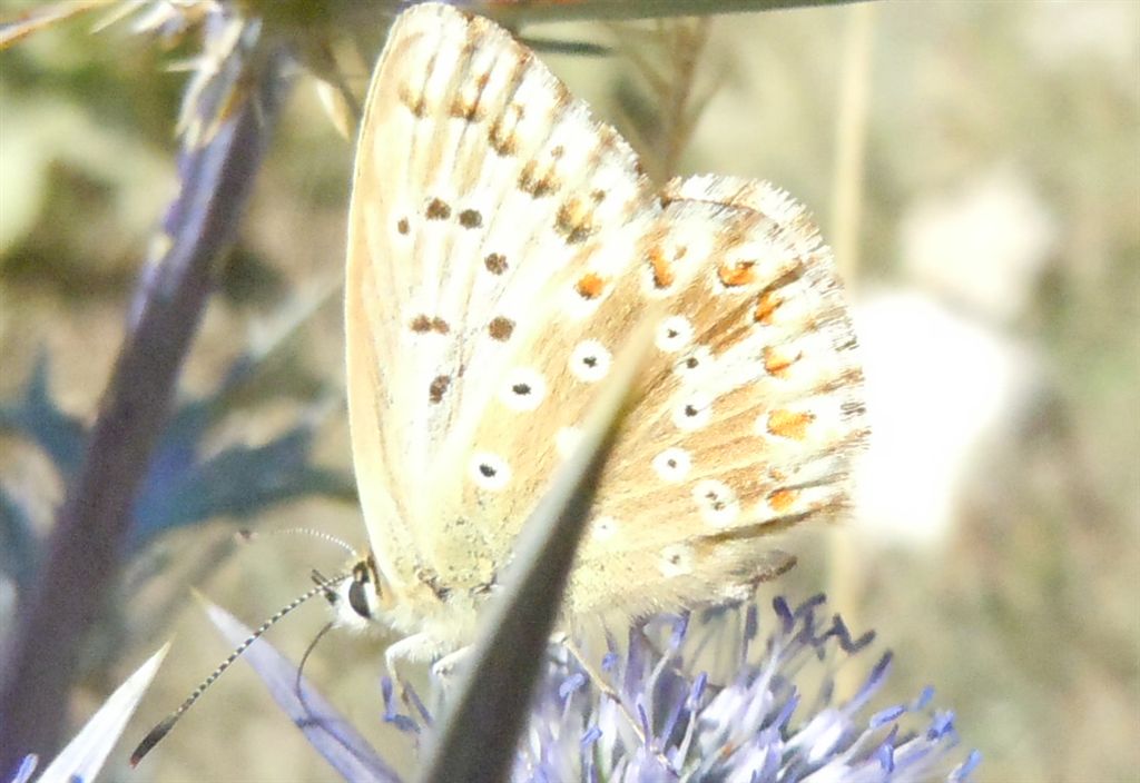 Ancora Polyommatus coridon? - Si